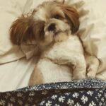 Tina Desai Instagram – Baby Thor woke up feeling like a diva this morning✨😈
