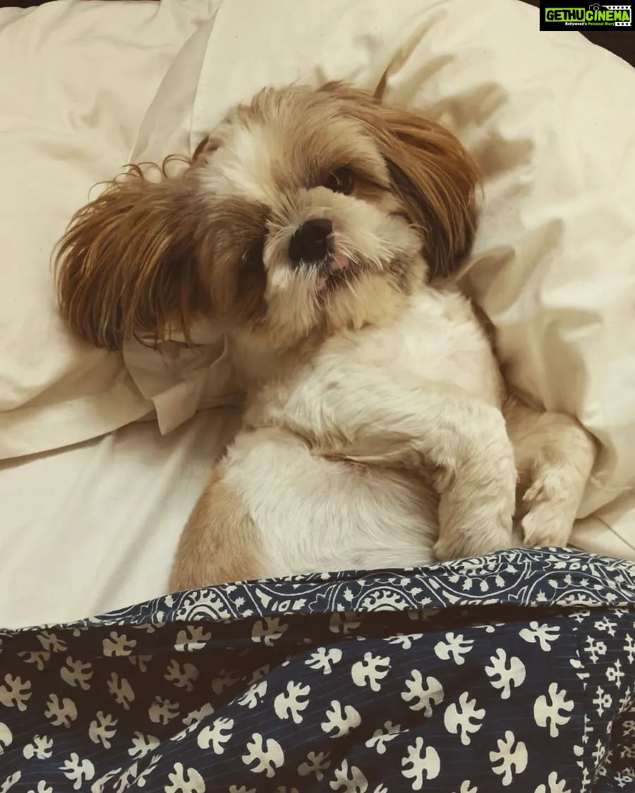Tina Desai Instagram - Baby Thor woke up feeling like a diva this morning✨😈