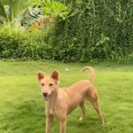 Tridha Choudhury Instagram - Peggy must’ve made this song for us !!! 😽 #happydaysahead #happydoghappylife #happydogs #dogsofinstgram #dogsoftheworld #dogsarethebest
