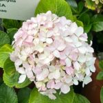 Ulka Gupta Instagram – Hydrangeas will be my favourite 💕

#ooty #bestfriendtrip #ootydiaries #hydrangeas Ooty