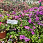 Ulka Gupta Instagram – Hydrangeas will be my favourite 💕

#ooty #bestfriendtrip #ootydiaries #hydrangeas Ooty