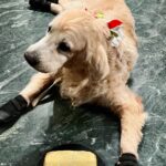 Vidyulekha Raman Instagram - Our sweet boy, Bailey, turned 12 yesterday. Feels like just yesterday when he was a chubby puppy in my arms. It’s tough watching him get older with every year and all we can do is surround him with warmth, love and care, making his days with us memorable and comfortable. I made him this 100% dog friendly cake with oats, banana and yogurt. He wolfed it in seconds 🤪 Love you, my gentle lion 🐶 #goldenretriver #dogsofinstagram #doglover #goldenretrieversofinstagram #retriever #birthdayboy #petlovers #petstagram #goldenretrievers #goldenretrieverlovers #doglife #dogs #petsofinstagram #baileyraman #vidyuraman