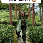 Vidyulekha Raman Instagram - Nature Vs. Me ft. Kaavaalaa 😂🌿🐞 @tamannaahspeaks #kaavaalaa #kavala #jailer #superstar #superstarrajinikanth #rajini #tamannahbhatia #trendingreels #trendingsongs #comedy #funnyreels #anirudh