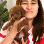 Vishnu Vishal Instagram - Alerttttt !!!!! New member in da house …. TEDDY… #toypoodle @jwalagutta1