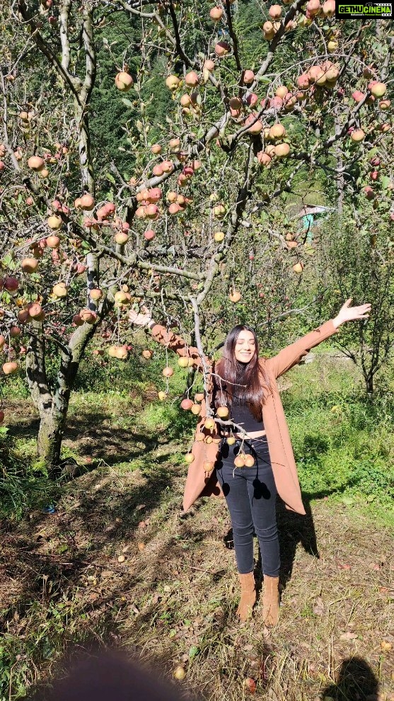 Aanchal Munjal Instagram - The Apple farm girl #ManaliDiaries Beautiful #Manali Manali, Himachal Pradesh