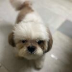 Abhirami Venkatachalam Instagram – 🐾 paw love🤍 @simba3680 #love #life #live #unconditional #dog #doglover #simba #instagram #instagood #instalove #instalike #instamood #abhiramivenkatachalam #kannamma #av #chennai #home