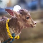 Abhirami Venkatachalam Instagram - Cutest sight ever #ashram #life #love #live #happy #vibes #positivevibes #abhiramivenkatachalam #instagram #instagood #instalike #instalife #instadaily