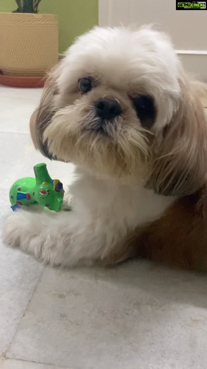 Abhirami Venkatachalam Instagram - Happy birthday to my baby boy @simba3680 🤍🐶 you came in my life and life has been filled with unconditional love since then ... can’t thank you enough for coming into my life my baby boy ...#simba #babyboy #love #life #happy #vibes #positivevibes #unconditionallove #doglove #doglover #instagram #instapost #instalove #abhiramivenkatachalam #chennai #home