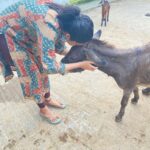 Abhirami Venkatachalam Instagram – My day with @blue_cross_rescues 🤍🤍🤍 unconditional love day … thank you @preejo.tj for taking me here …. anddd pls do help us by adopting these unconditional love if you can … so much of love is waiting for you all ♥️♥️♥️#doglove #animallovers #bluecross #bestday #love #life #smile #hugs #positive #vibe #abhiramivenkatachalam #ammu #chennai