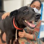 Abhirami Venkatachalam Instagram – My day with @blue_cross_rescues 🤍🤍🤍 unconditional love day … thank you @preejo.tj for taking me here …. anddd pls do help us by adopting these unconditional love if you can … so much of love is waiting for you all ♥️♥️♥️#doglove #animallovers #bluecross #bestday #love #life #smile #hugs #positive #vibe #abhiramivenkatachalam #ammu #chennai