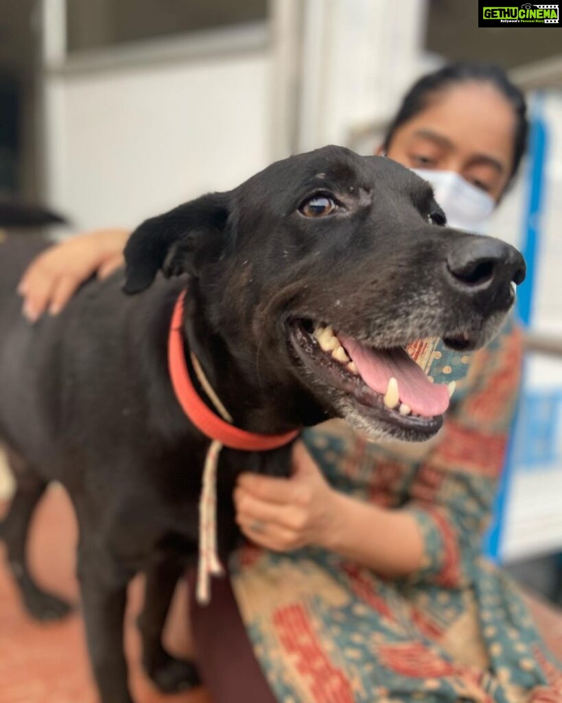 Abhirami Venkatachalam Instagram - My day with @blue_cross_rescues 🤍🤍🤍 unconditional love day ... thank you @preejo.tj for taking me here .... anddd pls do help us by adopting these unconditional love if you can ... so much of love is waiting for you all ♥️♥️♥️#doglove #animallovers #bluecross #bestday #love #life #smile #hugs #positive #vibe #abhiramivenkatachalam #ammu #chennai