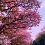 Abhirami Venkatachalam Instagram - Bangalore painted in pink 🌸 one of my fav city 🤍 #bangalore #pink #summer (I do not own this video) PS- Love💕