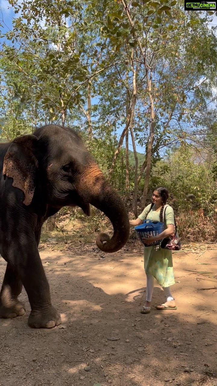 Adah Sharma Instagram - Some Sugarcane from Gajalakshmi and us because our song is trending on reels ❤️❤️ #raabta We made our reel now you make yours and tag us . . DISCLAIMER : This is a rehabilitation centre for injured elephants. This is not a zoo where they are caged . Some of the elephants here have broken backs,teeth and skulls because of elephant rides :( but they were still so kind to me despite the trauma they faced because of humans #elephants