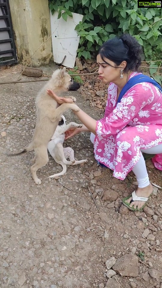 Adah Sharma Instagram - Puppies and more puppies 🐶😍 Adah Sharma Massage services for 4 legged mammals and reptiles ❤️ special discounts for crows and cows #100YearsOfAdahSharma #adahsharma #puppiesofinstagram