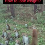Adah Sharma Instagram - How to lose weight easily ? Let someone else eat your breakfast . Disclaimer : aap ek mahine mein 20 kgs ghataa sakte ho (provided aapka sense of humour 100 kgs ka ho)