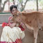 Aditi Prabhudeva Instagram - Sending Friday blessings to all of you from this muddu Lakshmi 🐮❤ . . . @rainbow_photography_official u ll keep on receiving my tx 😬🙏 Saree :@roopsangam_silks its beautiful ❤ Jewellery: @kushalsfashionjewellery 🌻