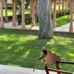 Aisha Sharma Instagram – #Throwback to one of the most memorable experiences .Wellness at it’s best @amanbagh
#Amanbagh #TheSpiritOfAman #AmanWellness #AmanFoodie #AmanAdventure
#nofilterneeded #nofilter