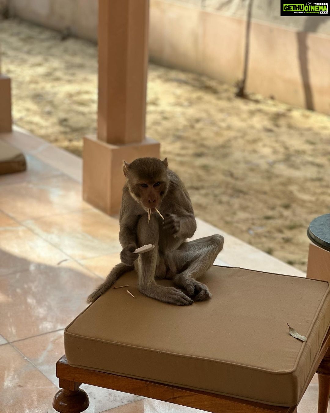 Aisha Sharma Instagram - Give yourself the time and space you need to recenter. Slowing down the ideal way @amanbagh #Amanbagh #TheSpiritOfAman #AmanWellness #AmanFoodie #AmanAdventure #incredibleindia #rajasthan #aishatravels