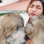 Akshara Reddy Instagram – Proof that huskies talks.. like literally they talk 🤷‍♀️ especially when they are jealous!! 🤣🤣🤣 

#doglove #instadog #husky #alaskanhusky #aksharareddy #guggu #guggupapa  #biggbosstamil