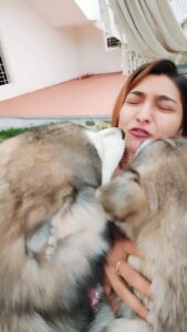 Akshara Reddy Instagram - Proof that huskies talks.. like literally they talk 🤷‍♀️ especially when they are jealous!! 🤣🤣🤣 

#doglove #instadog #husky #alaskanhusky #aksharareddy #guggu #guggupapa  #biggbosstamil