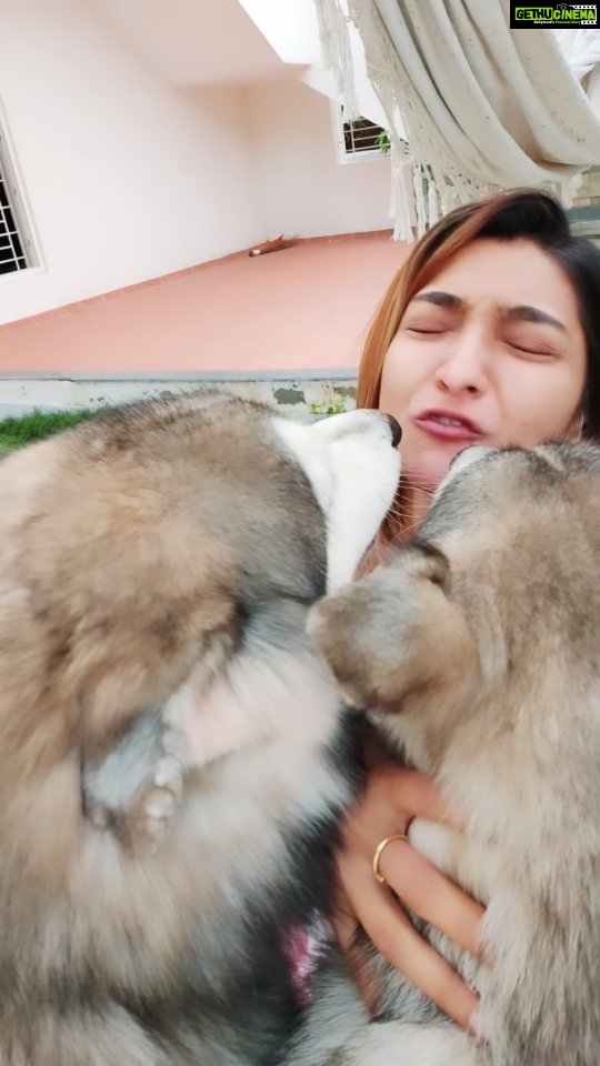 Akshara Reddy Instagram - Proof that huskies talks.. like literally they talk 🤷‍♀️ especially when they are jealous!! 🤣🤣🤣 #doglove #instadog #husky #alaskanhusky #aksharareddy #guggu #guggupapa #biggbosstamil