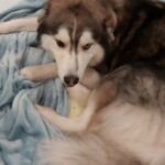 Akshara Reddy Instagram - NO ANIMALS WERE HARMED WHILE MAKING THIS VIDEO 🤪🤪
