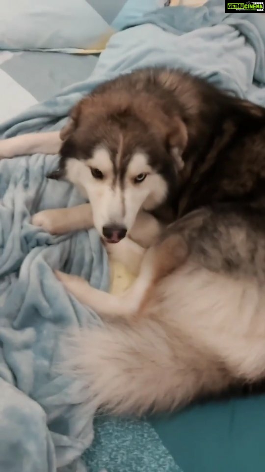 Akshara Reddy Instagram - NO ANIMALS WERE HARMED WHILE MAKING THIS VIDEO 🤪🤪