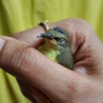 Akshara Reddy Instagram – Found this kutty fellow in my house!! she’s sooooo cute 😍  I hav never touched a tiny bird like this ever 😍😍😍
Well I guess she’s sick.. I left her in my terrace garden.. there’s water nd lot of plants including a mango tree with loads of mangoes.. so there’s plenty of water nd food fr her there nd can fly off whenever she wants.. hope she I’ll be fine soon..