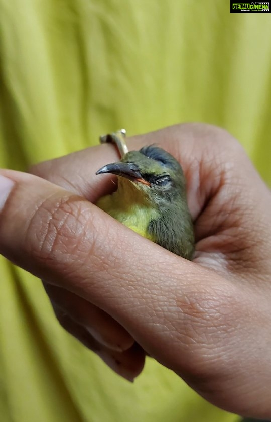 Akshara Reddy Instagram - Found this kutty fellow in my house!! she's sooooo cute 😍 I hav never touched a tiny bird like this ever 😍😍😍 Well I guess she's sick.. I left her in my terrace garden.. there's water nd lot of plants including a mango tree with loads of mangoes.. so there's plenty of water nd food fr her there nd can fly off whenever she wants.. hope she I'll be fine soon..