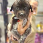 Alice Kaushik Instagram - Welcome home Peppy Kaushik ❤️🐶 My little child 🫶🏻 #AdoptDontShop #indie #Love #rescue