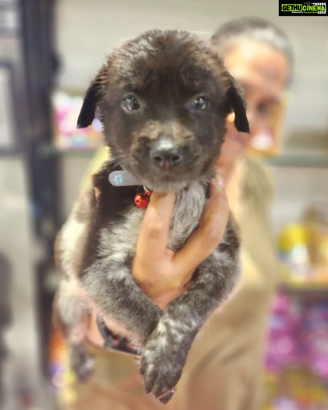 Alice Kaushik Instagram - Welcome home Peppy Kaushik ❤️🐶 My little child 🫶🏻 #AdoptDontShop #indie #Love #rescue