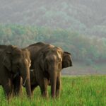 Anupama Gowda Instagram - World Elephant day Elephants have always been so warm and fun to play with animals and on the occasion of elephant day, we must come together to love and protect them 🐘 Camera : @sonyalphain #elephant #elephantday #corbettnationalpark Corbett National Park