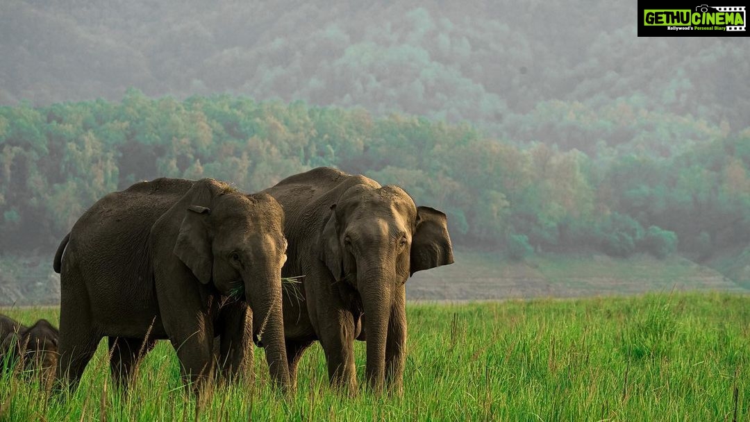 Anupama Gowda Instagram - World Elephant day Elephants have always been so warm and fun to play with animals and on the occasion of elephant day, we must come together to love and protect them π Camera : @sonyalphain #elephant #elephantday #corbettnationalpark Corbett National Park