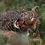 Anupama Gowda Instagram – The elusive Luluka and the kill at Masai Mara- with blood on her tongue and the hunger in her eyes. 

Something about this image transfixed me- the sheer violence attached to it, yet there is beauty in the circle of life. 

I thought this could be the first image I post, coz isn’t that what jungle is all about- a grounded and a humbling mirror to life as it is.

Definitely this happend only bcoz of @dr.shashank.b.gowda, thanks for the amazing workshop at Masai Mara😃

Camera: @sonyalphain Masai Mara, Kenya