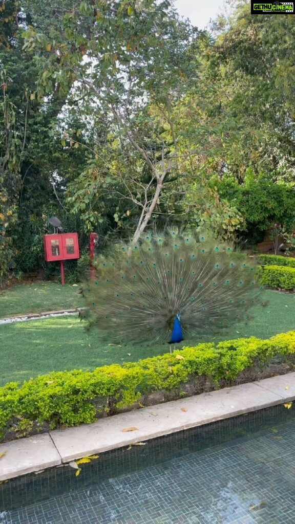 Archana Vijaya Instagram - Morning trivia ! DYK - “The most common mating ritual of the peacock is the displaying of his train. Males spread their tails in a fan shape and strut back and forth while shaking their feathers to produce a rattling noise. This gets the peahen's attention, and then it's up to her to pick her favorite male.” I was lucky enough to capture this on camera… what happens next….. well … use your imagination 😂😝 Also - how many peacocks can you see in this video? 🧐 #naturelovers #natureatitsbest🍃 #peacock #loveislove #reelitfeelit