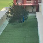 Archana Vijaya Instagram - In 1963, the peafowl was declared the national bird of India because of its rich religious and legendary involvement in Indian traditions. Hindus consider this bird to be sacred because the god Kartikeya rides on its back. Swipe to see this spectacular bird in all its glory . 🦚 The beautiful national bird of India - the majestic peacock - and my gorgeous outfit by @rohitgandhirahulkhanna ….. a match made in heaven . 😊 #aboutlastnight #holi2022 Jaipur, Rajasthan