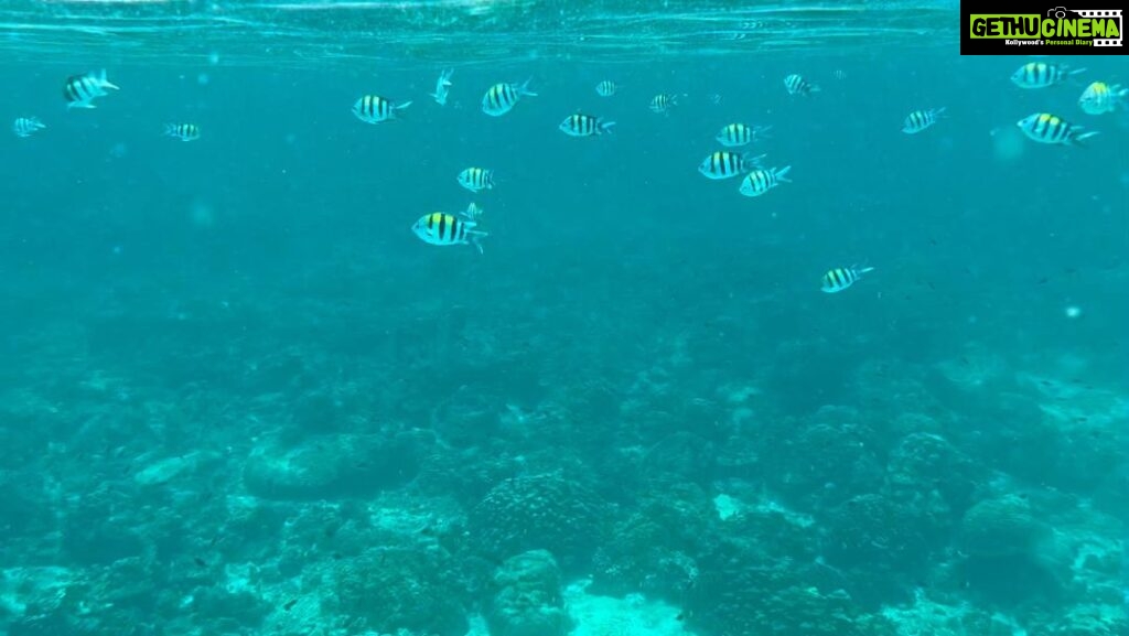 Archana Vijaya Instagram - Hello summer ! 🌴🌊 The kids gotta have a day out, jumping in the ocean in the middle of no where and say hello to some lil 🐠🐟🐠🐟 ! Video credit has to go to @shivalrous_b ! 💯