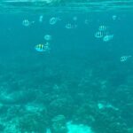 Archana Vijaya Instagram - Hello summer ! 🌴🌊 The kids gotta have a day out, jumping in the ocean in the middle of no where and say hello to some lil 🐠🐟🐠🐟 ! Video credit has to go to @shivalrous_b ! 💯