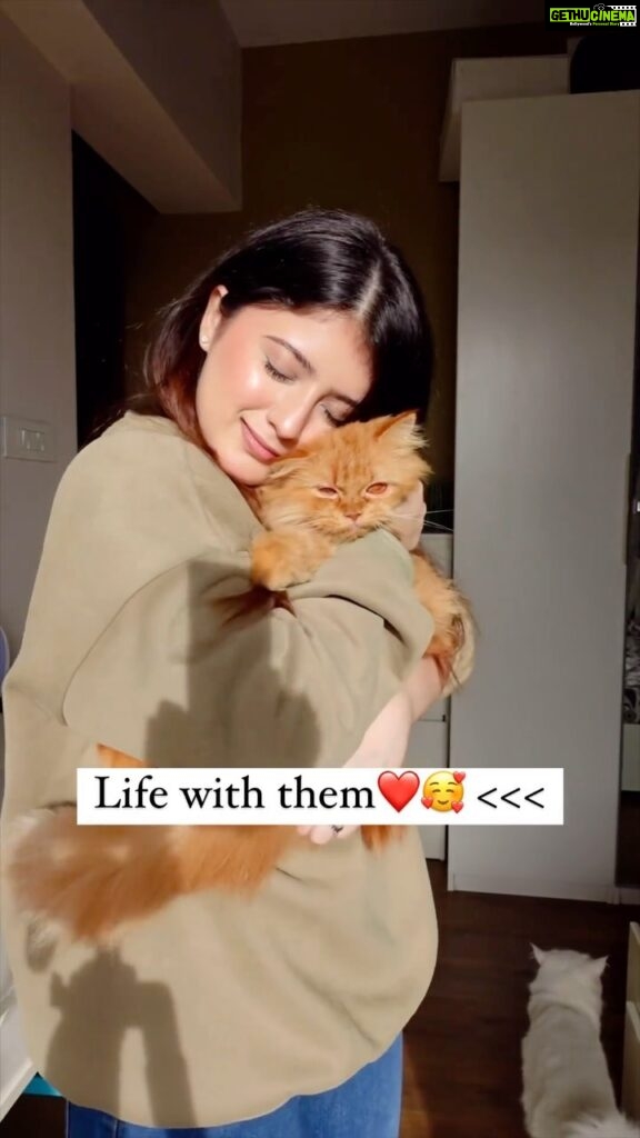 Arishfa Khan Instagram - PAWfect life ❤️🐾🥺 #cats #humananimalbond #love #oreo #lily #mimi #mowgli