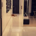 Arjun Kapoor Instagram - The best boy in the world… My Maximus… The kindest the sweetest the bravest the warmest the bestest… I miss u mera bacha… Our home is never gonna be the same ever now… I hate that u were taken from ansh n me so suddenly I don’t know how to sit at home and not have u around… Death has been cruel to us many times over and this time feels no different… Thank u for all the joy u gave @anshulakapoor & me in the good days and bad… I hope you Fubu Chocolate & Mom watch over us… take care my friend rest well sleep easy my gentle giant u can enjoy all ur treats now… I will see u on the other side my Maxxxxuuu ❤️