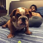 Arjun Kapoor Instagram - The best boy in the world… My Maximus… The kindest the sweetest the bravest the warmest the bestest… I miss u mera bacha… Our home is never gonna be the same ever now… I hate that u were taken from ansh n me so suddenly I don’t know how to sit at home and not have u around… Death has been cruel to us many times over and this time feels no different… Thank u for all the joy u gave @anshulakapoor & me in the good days and bad… I hope you Fubu Chocolate & Mom watch over us… take care my friend rest well sleep easy my gentle giant u can enjoy all ur treats now… I will see u on the other side my Maxxxxuuu ❤️