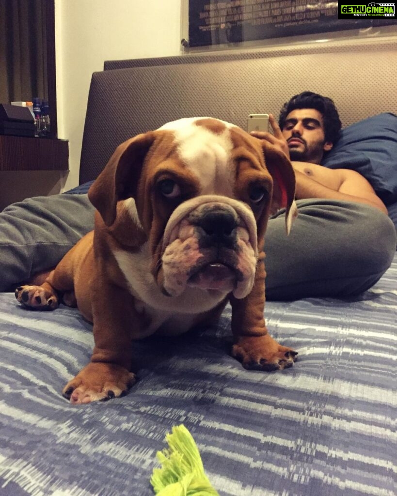 Arjun Kapoor Instagram - The best boy in the world… My Maximus… The kindest the sweetest the bravest the warmest the bestest… I miss u mera bacha… Our home is never gonna be the same ever now… I hate that u were taken from ansh n me so suddenly I don’t know how to sit at home and not have u around… Death has been cruel to us many times over and this time feels no different… Thank u for all the joy u gave @anshulakapoor & me in the good days and bad… I hope you Fubu Chocolate & Mom watch over us… take care my friend rest well sleep easy my gentle giant u can enjoy all ur treats now… I will see u on the other side my Maxxxxuuu ❤