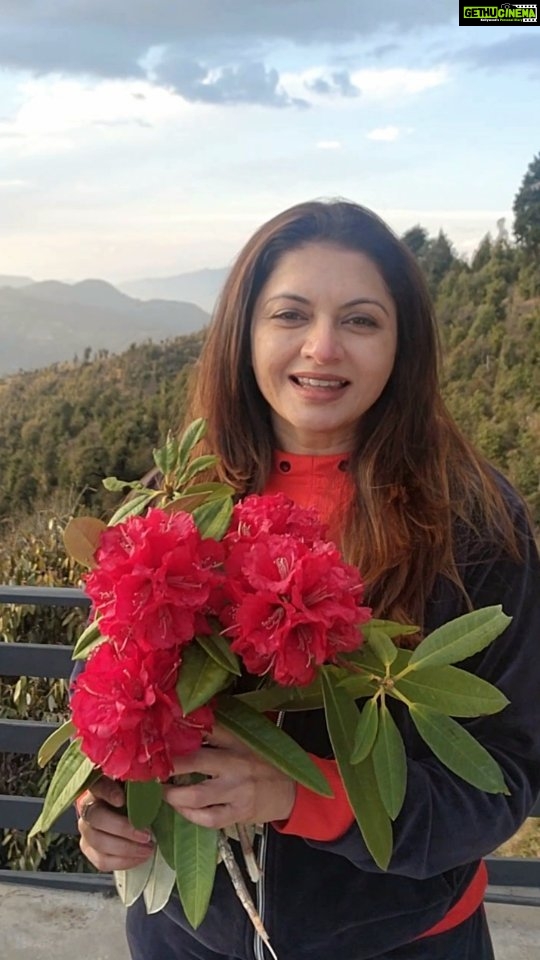 Bhagyashree Instagram - #tuesdaytipswithb This beautiful flower, found only in uttarakhand is full of amazing benefits. Buransh or Rhododendron: It is antioxidant, anti inflammatory, anti diabetic and also good for the heart, liver and skin. It has Vit C, phosperous, calcium, iron and quercentin. Take 1/3 of the flower extracts in 2/3 water and boil for 20mins. Allow to cool, strain and drink immediately The local markets in uttarakhand also sell packaged juice but that does have sugar. #healthytips #health #everydaytips #flowers #healthfood #diet #weightloss #foodoftheday #kanatal #hearthealth #uttarakhand #nutrition #healthyfood #healthhacks #goodhealth #eatwell #nutritious #womenshealth