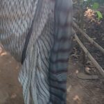 Chandra Lakshman Instagram -