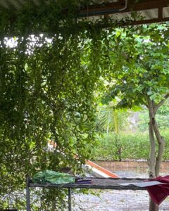 Deeksha Joshi Instagram - How I’ll miss this fresh lush green🌸🌱