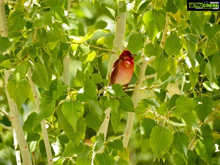 Dia Mirza Instagram - Such a great source of happiness being able to photograph nature and #Birds in the wild ππ Happy #WorldPhotographyDay2023 Share your favourite photos of nature with me please ππ» I will share my favourites to stories! Letβs share the love β¨π³
