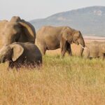 Dia Mirza Instagram - Yesterday was also #WorldElephantDay 🐘 These are images shot by me of elephants in the wild. The first 3 images are of #AfricanElephants and the last 3 images are of #AsianElephants 💚🌏 There is something so special about witnessing the maternal bond of elephants with their calves. DYK India has the world’s largest number of #AsianElephants in the wild? As gardeners of the forest, elephants are a species that bring balance to our ecosystem. A healthy ecosystem means a healthy planet for people. Elephants have a great memory, lasting generations. This is why they follow routes their ancestors followed. With a growing human population taking over their ancestral paths it is so important to ensure we find ways to give elephants their #RightOfPassage. @wildlifetrustofindia has mapped 101 elephant corridors that need to be secured. We have made some progress with various state governments adopting the #GajYatra and securing these corridors to ensure safe passage for our elephants. Much more work needs to be done to protect our Elephants. You can join the movement by helping @wildlifetrustofindia 🙏🏻🐘🌳 @ifawglobal @unep @uninindia @unsdgadvocates @sdgaction @theglobalgoals #ForNature #ForPeopleForPlanet #GlobalGoals #SDGs
