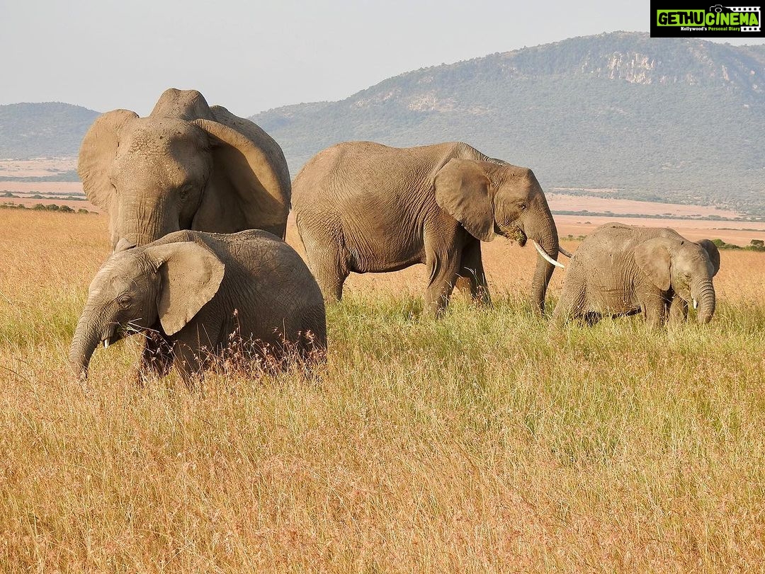 Dia Mirza Instagram - Yesterday was also #WorldElephantDay π These are images shot by me of elephants in the wild. The first 3 images are of #AfricanElephants and the last 3 images are of #AsianElephants ππ There is something so special about witnessing the maternal bond of elephants with their calves. DYK India has the worldβs largest number of #AsianElephants in the wild? As gardeners of the forest, elephants are a species that bring balance to our ecosystem. A healthy ecosystem means a healthy planet for people. Elephants have a great memory, lasting generations. This is why they follow routes their ancestors followed. With a growing human population taking over their ancestral paths it is so important to ensure we find ways to give elephants their #RightOfPassage. @wildlifetrustofindia has mapped 101 elephant corridors that need to be secured. We have made some progress with various state governments adopting the #GajYatra and securing these corridors to ensure safe passage for our elephants. Much more work needs to be done to protect our Elephants. You can join the movement by helping @wildlifetrustofindia ππ»ππ³ @ifawglobal @unep @uninindia @unsdgadvocates @sdgaction @theglobalgoals #ForNature #ForPeopleForPlanet #GlobalGoals #SDGs