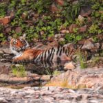 Dia Mirza Instagram – Happy #GlobalTigerDay 🐯🌳💧🌏

India is home to 3500 Tigers in the wild, this is 70% of the World’s Tiger Population 🇮🇳 Tiger Forests are the source of pure water supply to over 600 Indian rivers!

I salute  the efforts of our #Vanrakshaks (Forest Guards) and every single person involved in the conservation and protection of our Tigers. This year marks 50 years of Project Tiger. A conservation programme that has helped protect these majestic wild cats and their emerald forests.

The Tiger is a metaphor for all of nature. Their existence ensures the fragile ecological balance required to maintain our health, well being, peace and progress. 

Tiger protection is #ClimateAction. 

Now more than ever, we need to help and contribute to the efforts being made to secure Tiger forests, strengthening efforts of all those working towards mitigation of conflict, ensuring there is zero tolerance for poaching and making sure infrastructure projects are ecologically designed and help peaceful coexistence.

Find an organisation you would like to support in this work today💚 

#Tiger #Forests #Nature #IAmNature #SDGs #GlobalGoals #ForPeopleForPlanet