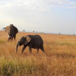Dia Mirza Instagram - Yesterday was also #WorldElephantDay 🐘 These are images shot by me of elephants in the wild. The first 3 images are of #AfricanElephants and the last 3 images are of #AsianElephants 💚🌏 There is something so special about witnessing the maternal bond of elephants with their calves. DYK India has the world’s largest number of #AsianElephants in the wild? As gardeners of the forest, elephants are a species that bring balance to our ecosystem. A healthy ecosystem means a healthy planet for people. Elephants have a great memory, lasting generations. This is why they follow routes their ancestors followed. With a growing human population taking over their ancestral paths it is so important to ensure we find ways to give elephants their #RightOfPassage. @wildlifetrustofindia has mapped 101 elephant corridors that need to be secured. We have made some progress with various state governments adopting the #GajYatra and securing these corridors to ensure safe passage for our elephants. Much more work needs to be done to protect our Elephants. You can join the movement by helping @wildlifetrustofindia 🙏🏻🐘🌳 @ifawglobal @unep @uninindia @unsdgadvocates @sdgaction @theglobalgoals #ForNature #ForPeopleForPlanet #GlobalGoals #SDGs